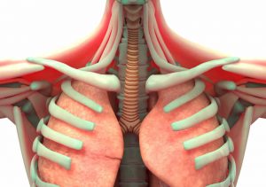 respiratory-muscles