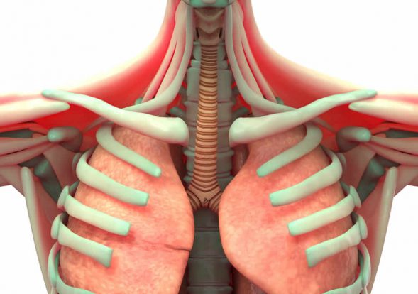 respiratory-muscles – Expand a Lung